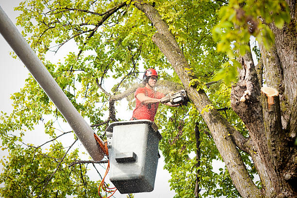 Professional  Tree Services in Hilton, NY